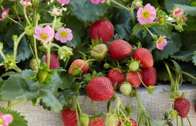 草莓冬天结果吗？冬季草莓高产方法